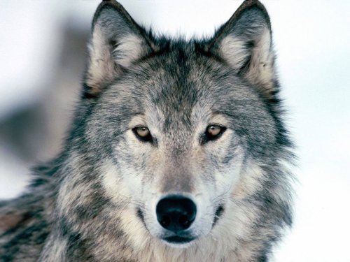 lupo gruppo idea animalista